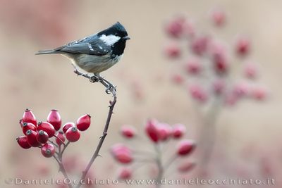 Cincia mora; Coal Tit; Periparus ater