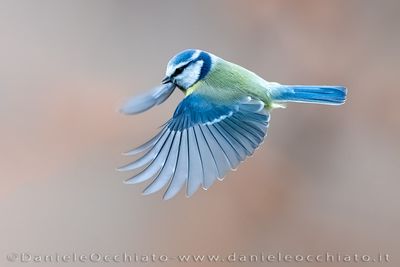 Cinciarella; Blue Tit; Cyanistes cyaneus