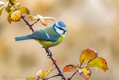 Cinciarella; Blue Tit; Cyanistes cyaneus