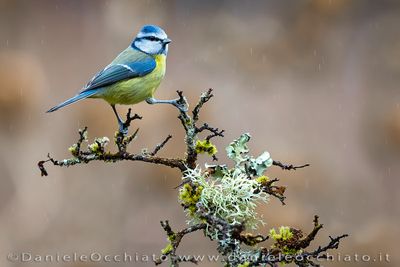 Cinciarella; Blue Tit; Cyanistes cyaneus