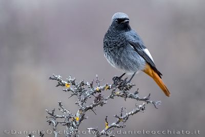 Codirosso spazzacamino; Black redstart; Phoenicurus ochruros gibraltariensis