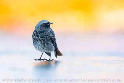 Codirosso spazzacamino; Black Redstart; Phoenicurus ochrurus gibraltariensis