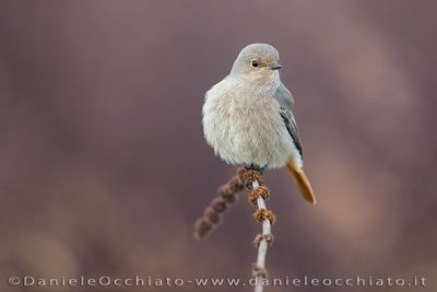 Codirosso spazzacamino; Black redstart; Phoenicurus ochruros gibraltariensis