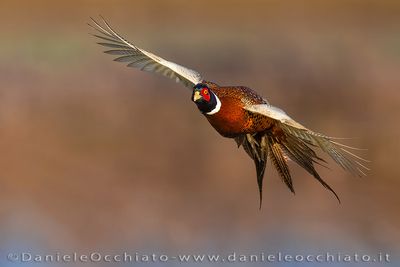 Fagiano; Common Pheasant; Phasianus colchicus