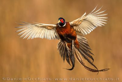 Fagiano; Common Pheasant; Phasianus colchicus