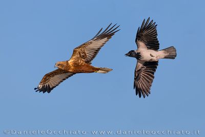 Falco di palude; Marsh Harrier; Circus aeruginosus