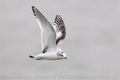 Gabbianello; Little Gull; Hydrocoloeus minutus