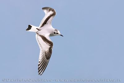 Gabbianello; Little Gull; Hydrocoloeus minutus