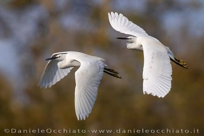 Garzetta; Little Egret; Egretta garzetta