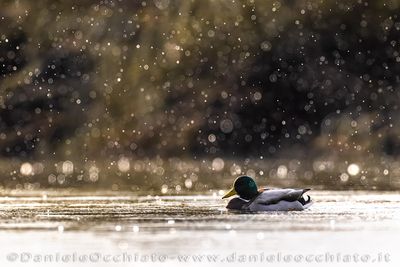 Germano reale; Mallard; Anas platyrhynchos