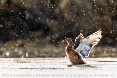 Germano reale; Mallard; Anas platyrhynchos