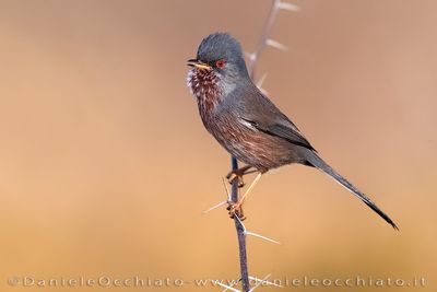 Magnanina; Dartford Warbler; Sylvia undata