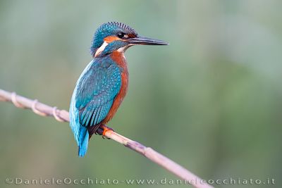 Martin pescatore; Common Kingfisher; Alcedo atthis