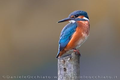 Martin pescatore; Common Kingfisher; Alcedo atthis