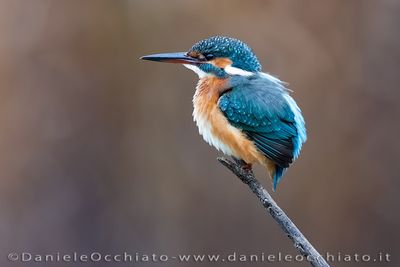 Martin pescatore; Common Kingfisher; Alcedo atthis
