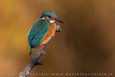 Martin pescatore; Common Kingfisher; Alcedo atthis