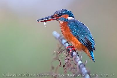 Martin pescatore; Common Kingfisher; Alcedo atthis