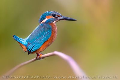 Martin pescatore; Common Kingfisher; Alcedo atthis