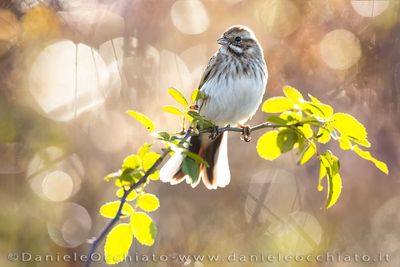Migliarino di palude; Common Reed Bunting; Emberiza schoeniclus