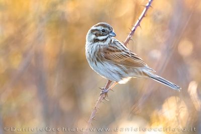 Migliarino di palude; Common Reed Bunting; Emberiza schoeniclus