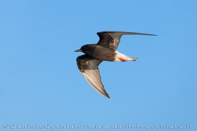 Mignattino alibianche; White-winhed Black Tern; Chlidonias leucopterus
