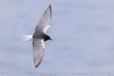 Mignattino alibianche; White-winhed Black Tern; Chlidonias leucopterus