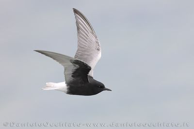 Mignattino alibianche; White-winhed Black Tern; Chlidonias leucopterus