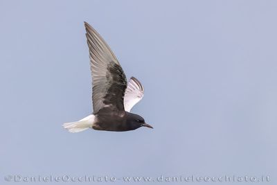 Mignattino alibianche; White-winhed Black Tern; Chlidonias leucopterus