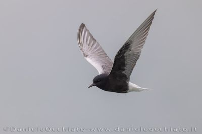 Mignattino alibianche; White-winhed Black Tern; Chlidonias leucopterus