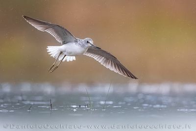 Pantana; Greenshank; Tringa nebularia
