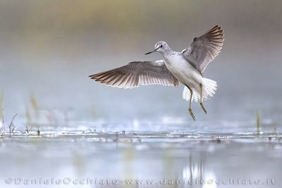 Pantana; Greenshank; Tringa nebularia