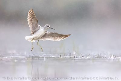 Pantana; Greenshank; Tringa nebularia