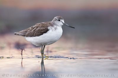 Pantana; Greenshank; Tringa nebularia