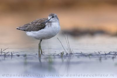 Pantana; Greenshank; Tringa nebularia