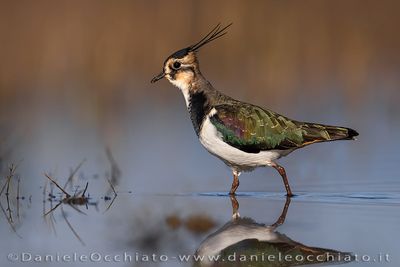 Pavoncella; Northern Lapwing; Vanellus vanellus
