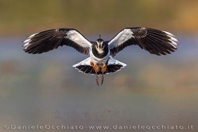 Pavoncella; Northern Lapwing; Vanellus vanellus