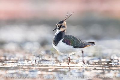 Pavoncella; Northern Lapwing; Vanellus vanellus