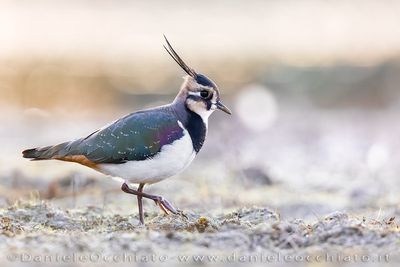 Pavoncella; Northern Lapwing; Vanellus vanellus
