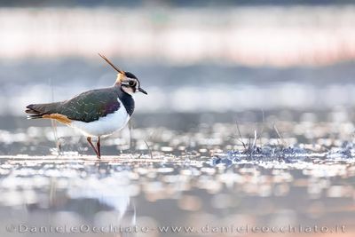 Pavoncella; Northern Lapwing; Vanellus vanellus