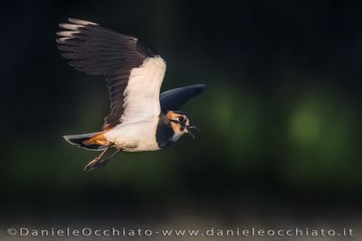 Pavoncella; Northern Lapwing; Vanellus vanellus
