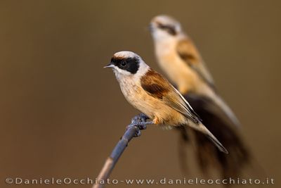 Pendolino; Penduline Tit; Remiz pendulinus