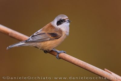Pendolino; Penduline Tit; Remiz pendulinus