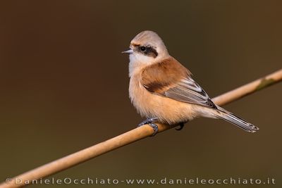 Pendolino; Penduline Tit; Remiz pendulinus