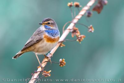 Pettazzurro; Bluethroat; Luscinia svecica