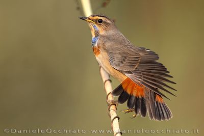 Pettazzurro; Bluethroat; Luscinia svecica