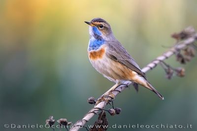 Pettazzurro; Bluethroat; Luscinia svecica