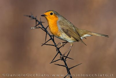 Pettirosso; European Robin; Erithacus rubecula;