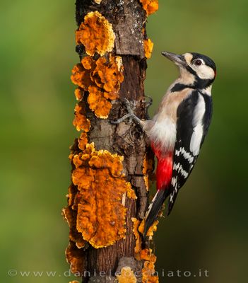 Picchio rosso maggiore; Great Spotted Woodpecker; Dendrocopos major