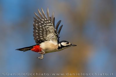 Picchio rosso maggiore; Great Spotted Woodpecker; Dendrocopos major
