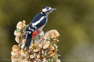 Picchio rosso maggiore; Great Spotted Woodpecker; Dendrocopos major